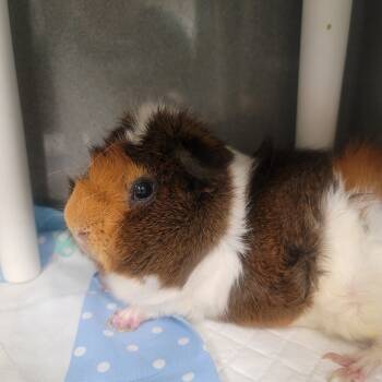 Rescue Guinea Pig Guinea Pigs for Adoption in Las Vegas, Nevada - OTIS | PetCurious